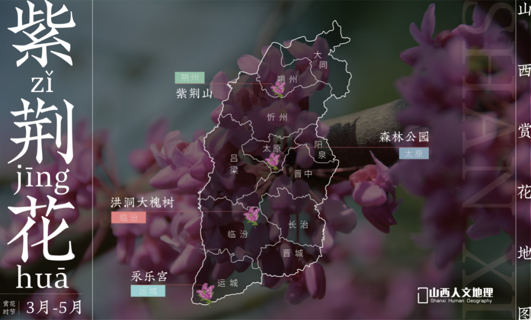 山西赏花地图2_画板 1 副本 7.png 图片