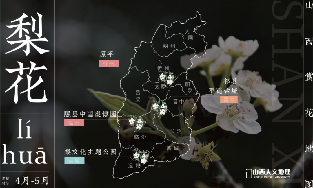 山西赏花地图2_画板 1 副本 11.png 图片